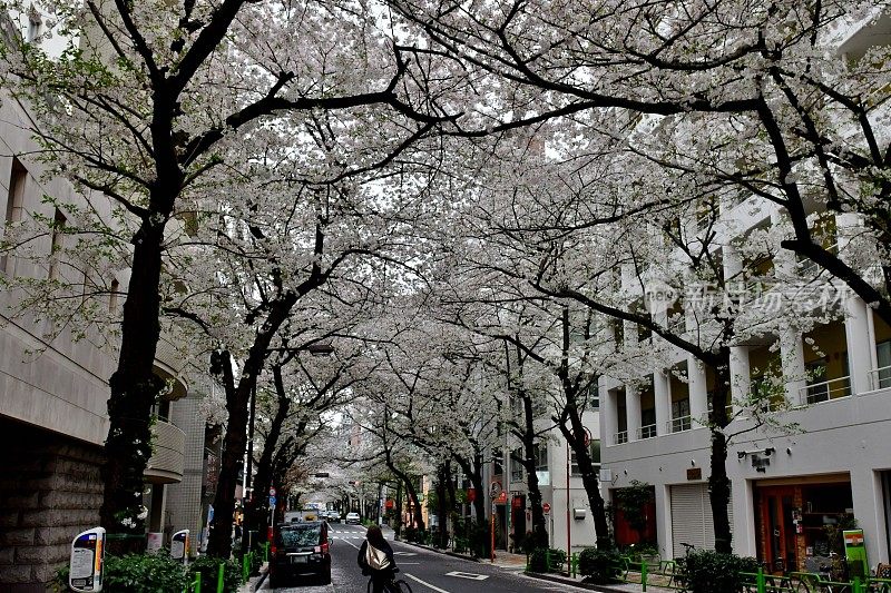 东京商业区樱花隧道:日本桥地区