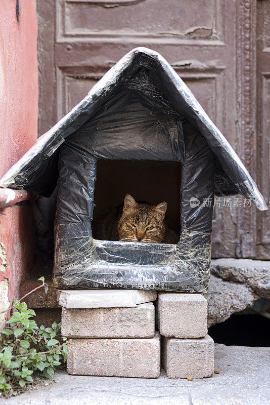 小屋里的猫