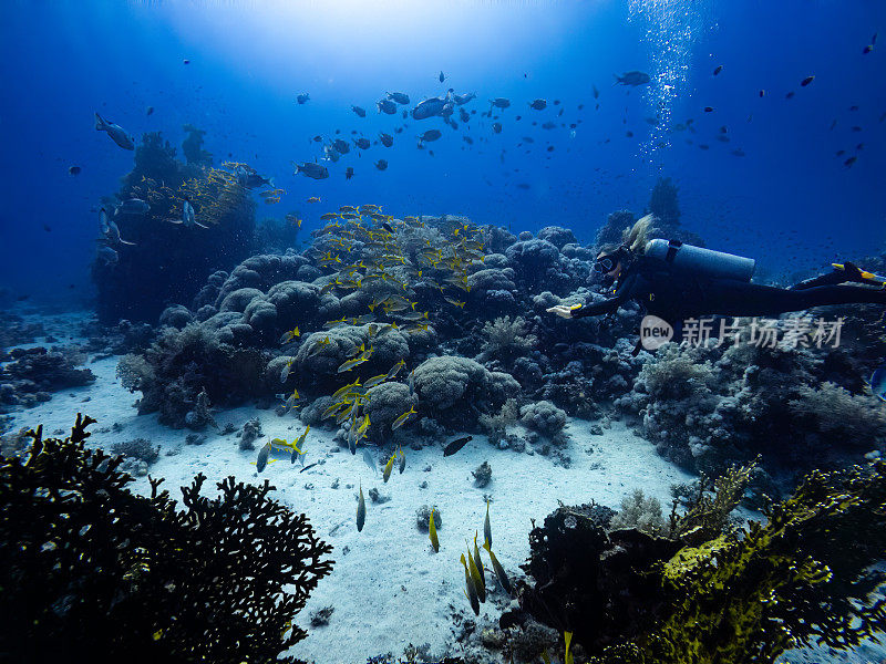 一位戴水肺的女潜水员欣赏着红海奇特鱼类和珊瑚礁的水下景色