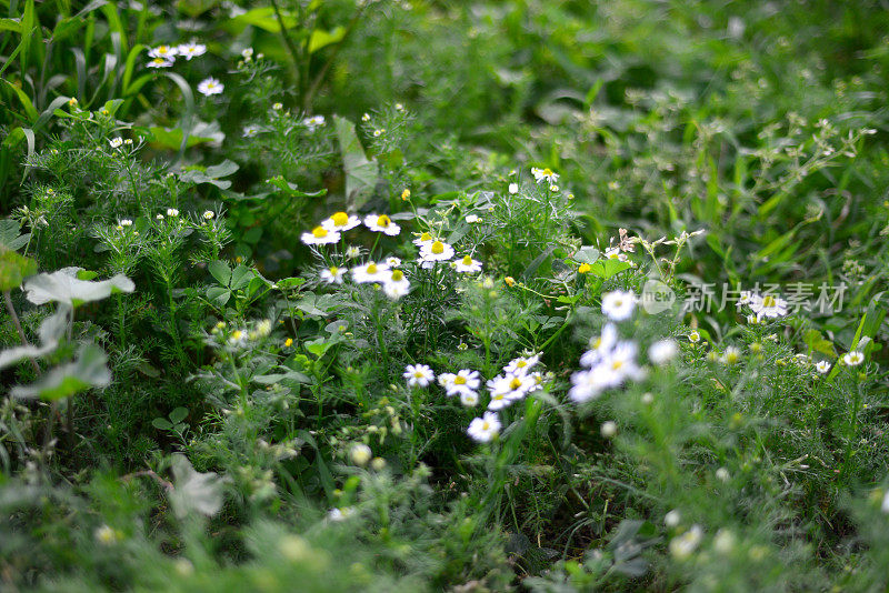 菊花菊花(洋甘菊)花