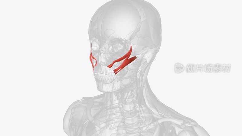 肱肌(反肱肌)，也被称为Teichmann肌，是上臂的一块肌肉，使肘部弯曲