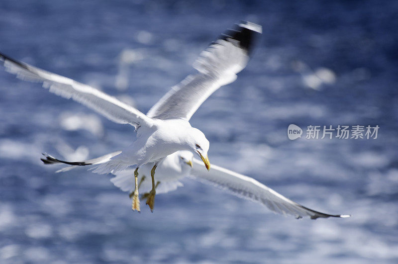 一对飞翔的海鸥