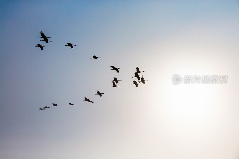 一群鹤在天空中列队
