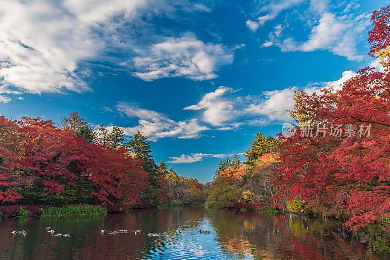 秋天的颜色池塘