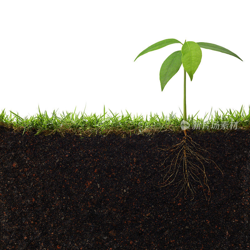 小植物在土壤中发芽的横截面