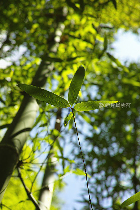 竹叶在丛林中，背景。