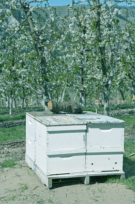 华盛顿州中部的蜂箱和苹果园