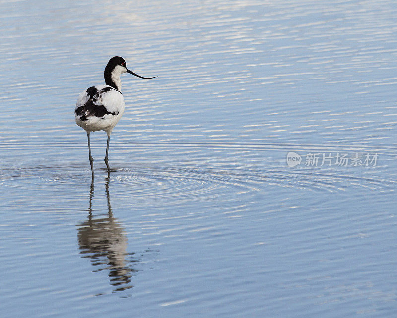 花斑鳄梨，水里的;Etosha_NP、纳米比亚、非洲