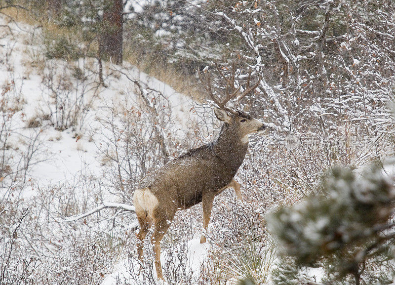 科罗拉多暴风雪中的雄骡鹿