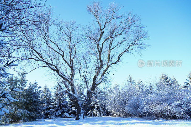 雪树和山茱萸在冬天。