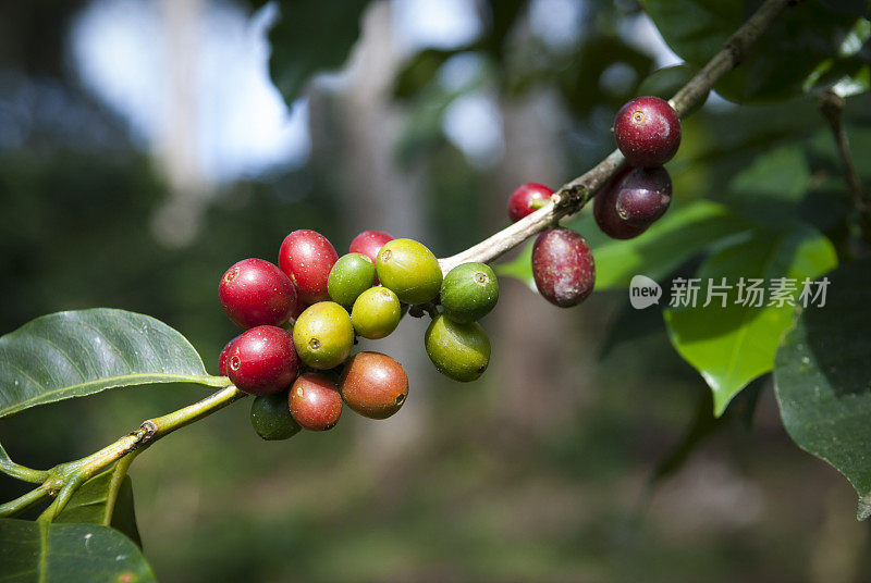 正在成熟的咖啡樱桃在树枝上