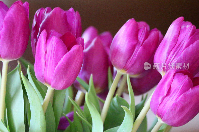 Stock特写图像的一束紫色，郁金香花头