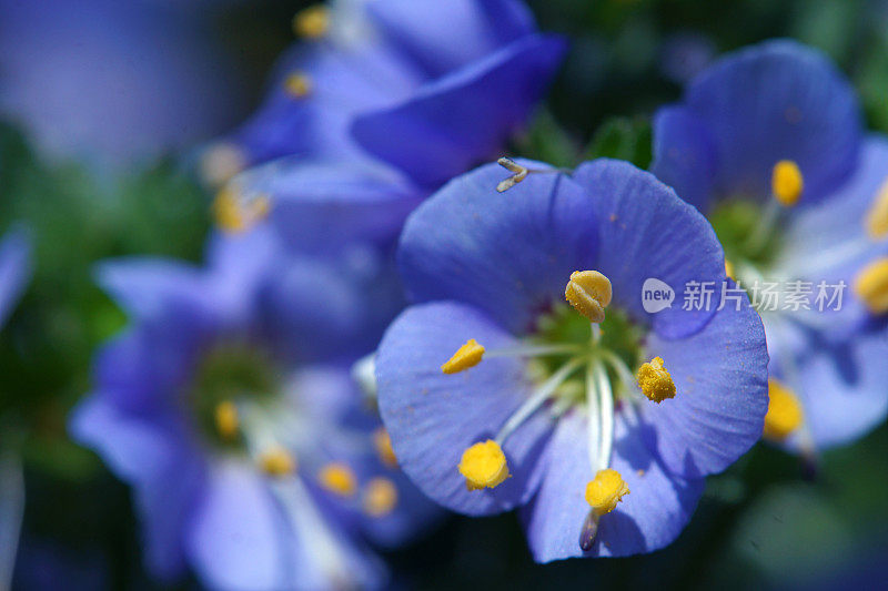 紫色植物近距离开花