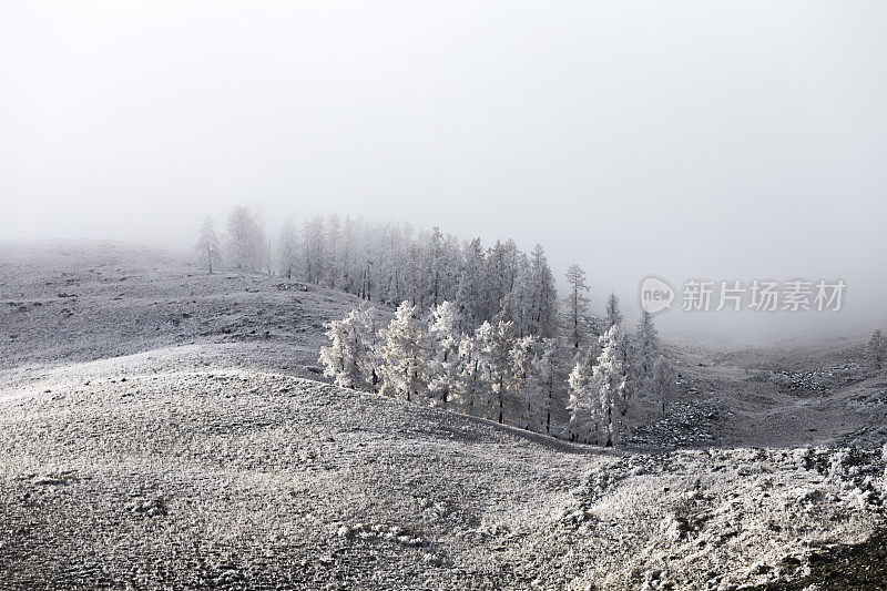 白雪覆盖了中国新疆喀纳斯湖附近的树木