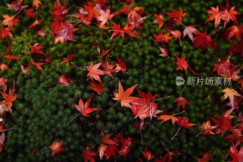 日本京都的秋天