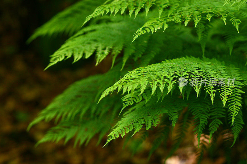 蕨类植物的