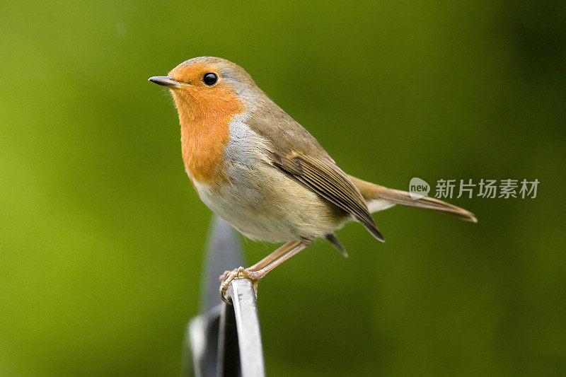 罗宾(红心rubecula)