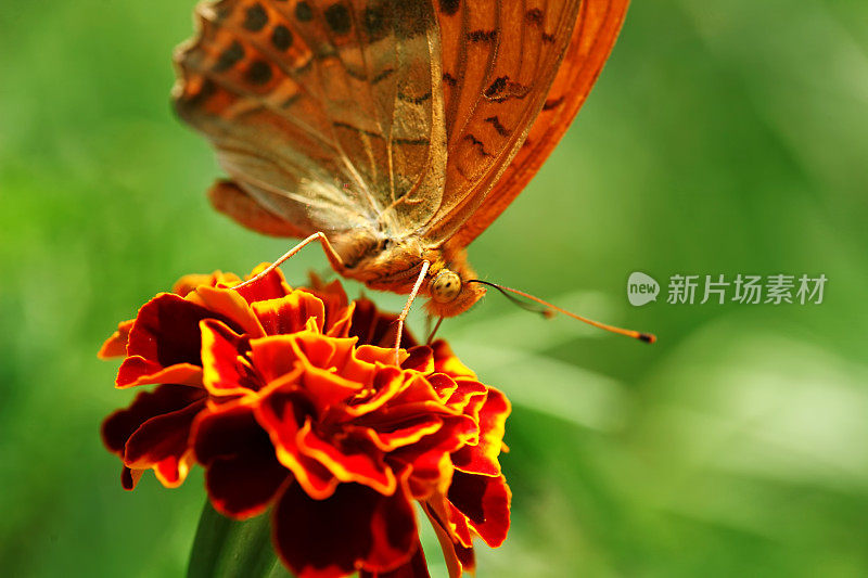 蝴蝶对花的宏