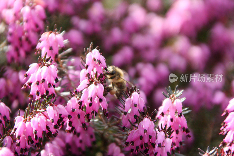 蜜蜂在花