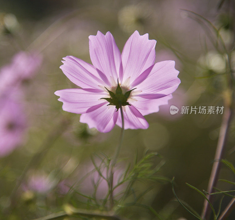 粉红色的背点燃了宇宙花