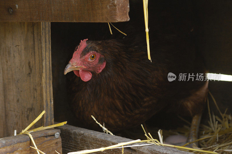 孤独的罗德岛红母鸡坐在巢上