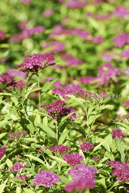 日本Spiraea