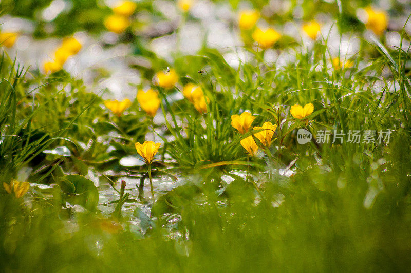 黄莲花生长在河堤淤泥中。