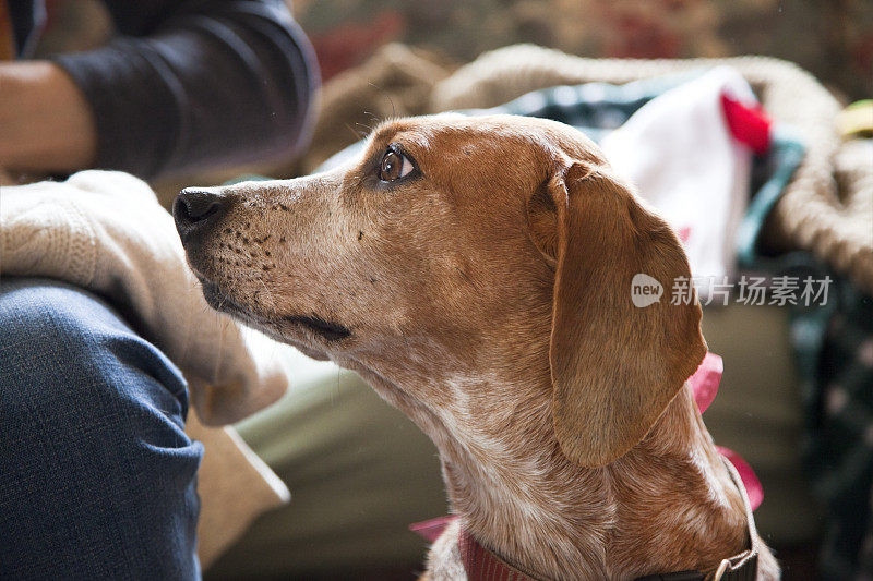 救援猎犬