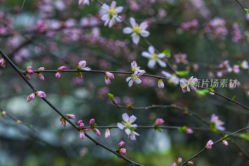 草地上的花