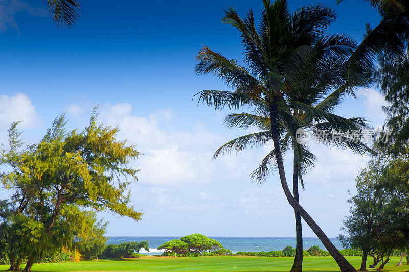 夏威夷高尔夫球场上的一棵棕榈树