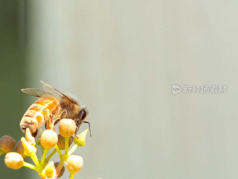 蜜蜂从花蕾上采集花蜜-后视图