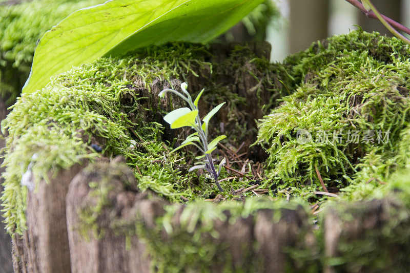 小树在青苔里