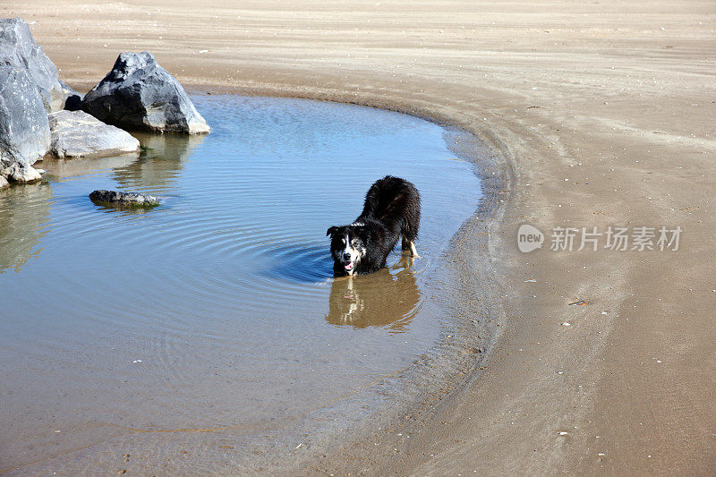 博德牧羊犬在海滩的游泳池里