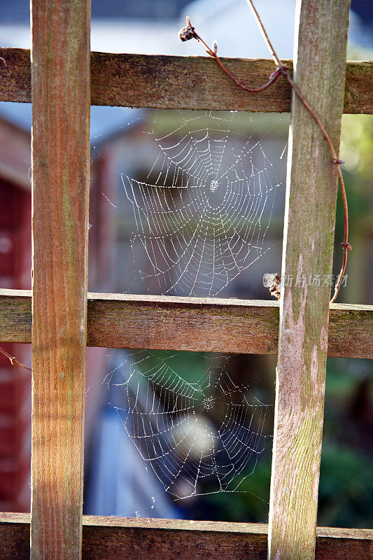 木棚架上有蜘蛛网