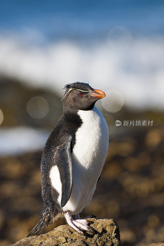 福克兰群岛波光粼粼的海面上的跳岩企鹅