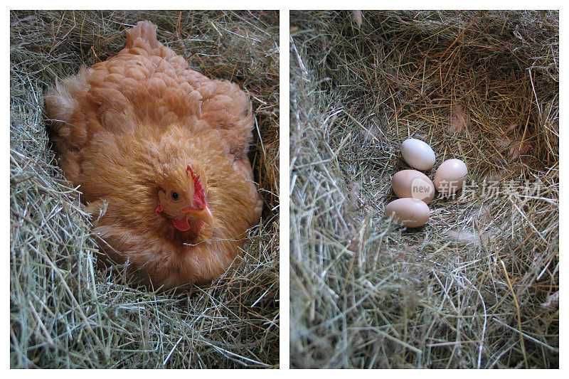 哪个先?鸡肉或鸡蛋吗?
