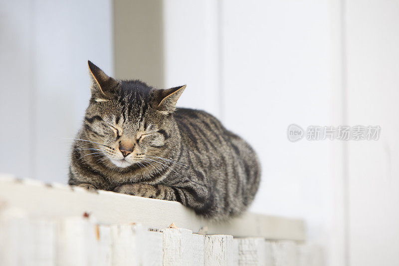 可爱的猫正在打盹