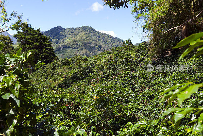 巴拿马的咖啡种植园景观