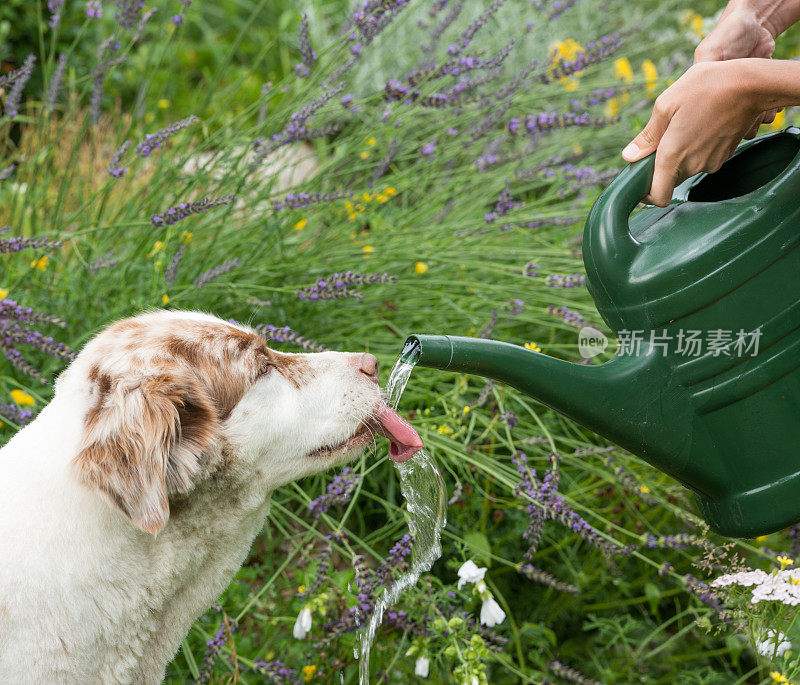 狗在用喷壶喝水