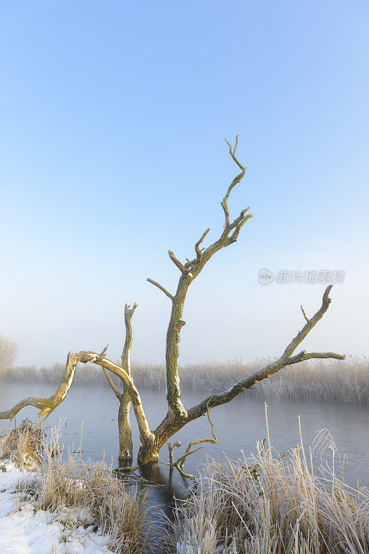 柳树在白雪覆盖的冬天风景