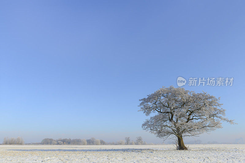 冬天的树在一个寒冷的白雪空旷的景观