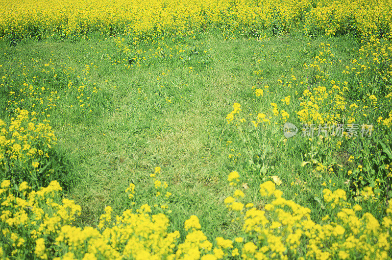 油菜花田