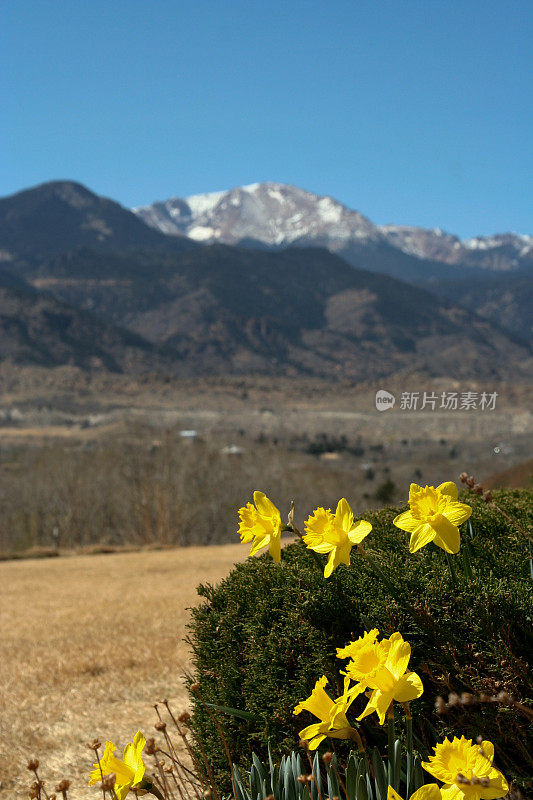 水仙花在派克峰的背景