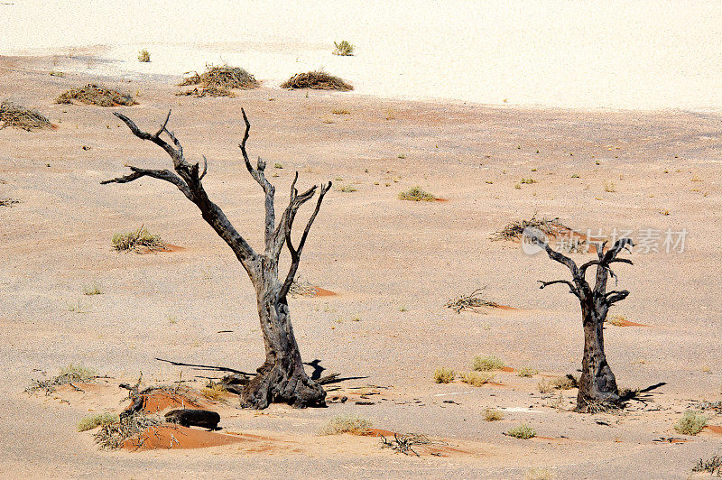 沙漠中的两棵枯树