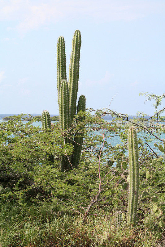 加勒比海阿鲁巴的仙人掌