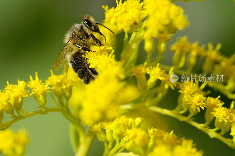 单只蜜蜂在黄花上