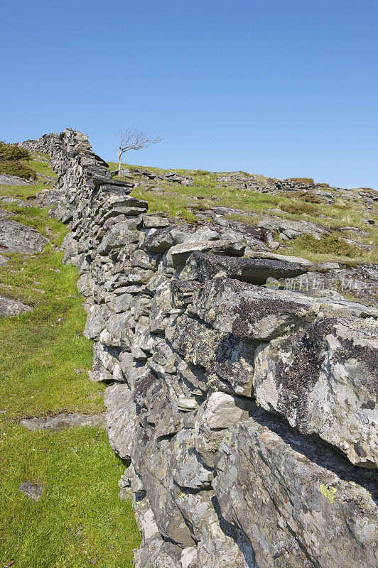 春天，干燥的石墙将挪威海岸的牧场隔开