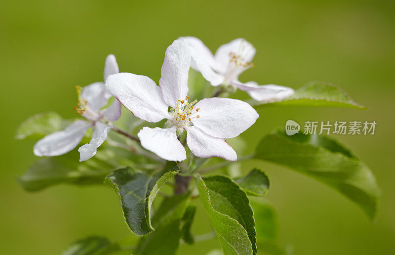 苹果在春天开花