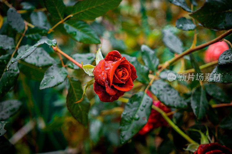 秋雨后的玫瑰园