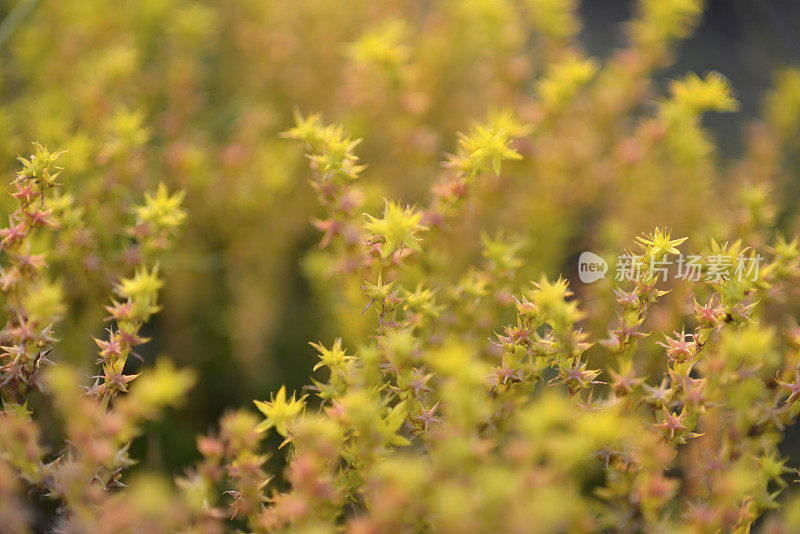 欧洲斯洛文尼亚滨海山区的黄色野花